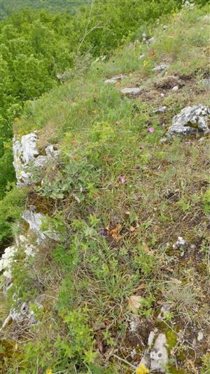 pohľad na časť TML s biotopom druhu Dracocephalum austriacum