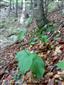 dve odkvitnuté jedince Cypripedium calceolus v TML (v jedľobučine so smrekom)