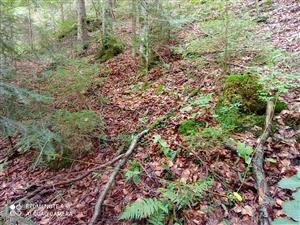 pohľad na TMP druhu Cypripedium calceolus ( v rámci TML)