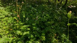 kvitnúce jedince Adenophora liliifolia v TMP