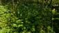 kvitnúce jedince Adenophora liliifolia v TMP