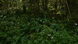 kvitnúce jedince Adenophora liliifolia na časti TML