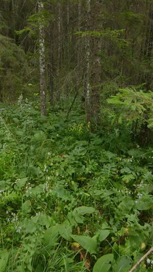 biotop druhu Adenophora liliifolia na časti TML