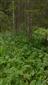 biotop druhu Adenophora liliifolia na časti TML