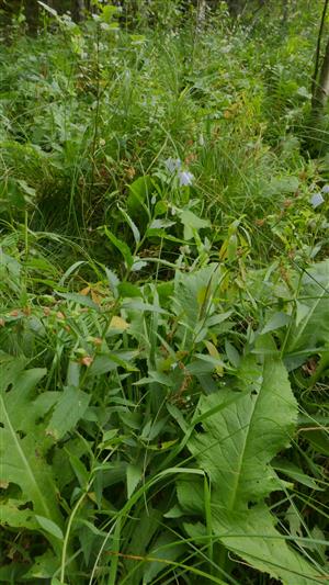 kvitnúce jedince Adenophora liliifolia na časti v TML