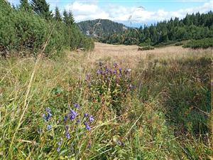 Campanula serrata v nekosenom poraste horskej lúky Lk3