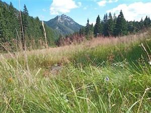 Campanula serrata v nekosenom poraste horskej lúky Tr8