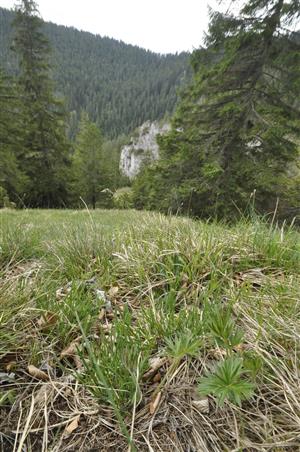 Sterilné jedince Pulsatilla slavica