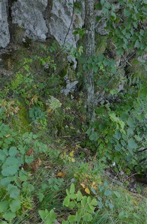 biotop (s výskytom jedincov) Adenophora liliifolia na časti TMP (v reliktnej borine)