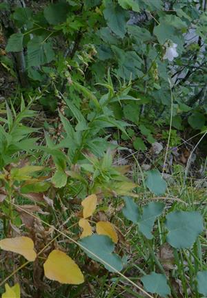 fertilné jedince Adenophora liliifolia na časti TMP (v reliktnej borine)