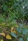 fertilné jedince Adenophora liliifolia na časti TMP (v reliktnej borine)
