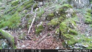 kuna lesná(Martes martes) 