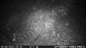 kuna lesná(Martes martes) 