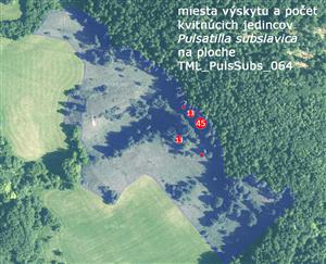 Mapka výskytu Pulsatilla subslavica na TML_PulsSubs_064 v roku 2025