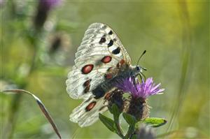 Foto cieľového druhu