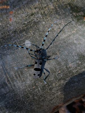 Rosalia alpina dospelec