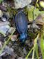 Carabus intricatus