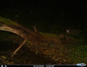 Felis silvestris_vHodlanovej dolinke