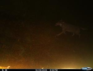 Canis lupus v Meškovej dolinke