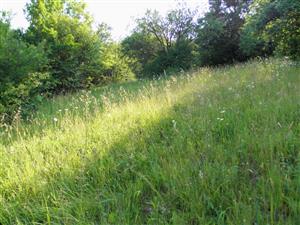 pohlad na JZ okraj lokality