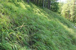 Pohľad na biotop Adenophora lilifolia