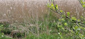 TML_BufoViri_021_Tomášovský rybník