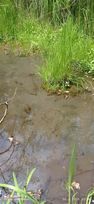 žubrienky TML_BufoViri_021_Tomášovský rybník