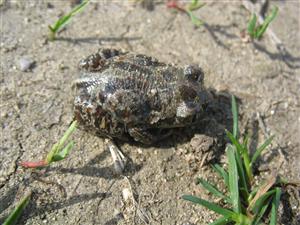 TML Kiarovský močiar - adult Pelobates fuscus