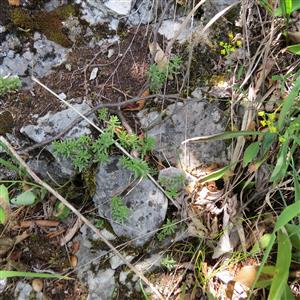 rozchodník biely (Sedum album) živná rastlina pre húsenice jasoňov červenokých