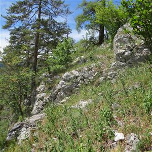 TML_ParnApol_011 Vernár Barbolica