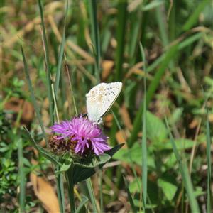 Polyommatus coridon na TML_ParnApol_011