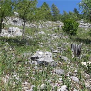 skalné sutiny TML_ParnApol_011 Vernár