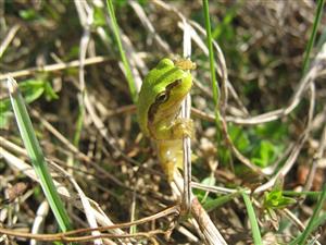 TML Kiarovský močiar - adult Hyla arborea