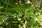 ophrys holosericea