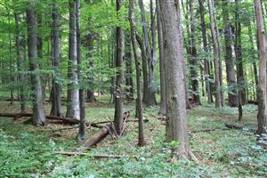 Typický zmiešaný bukový les s jedľou v TML (TMP1)