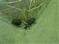 Carabus intricatus