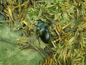 Carabus glabratus