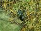 Carabus glabratus