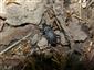 Carabus variolosus