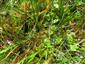 detail na drosera rotundifolia a spol.