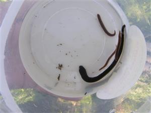 Haemopis sanguisuga