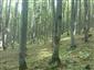 Javorovo-bukové horské lesy (18.6.2015)