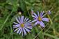 Aster amelloides