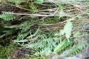 Charakteristické druhy Polypodium vulgare a Asplenium trichomanes