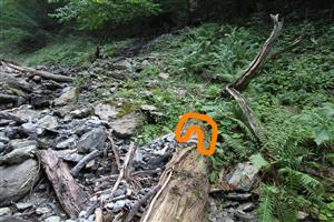 kmen s vyznačením výskytu Buxbamia viridis, TMP1