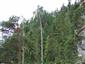 Reliktné vápnomilné borovicové a smrekovcové lesy (15.6.2015)