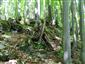 Lipovo-javorové sutinové lesy (19.5.2015)