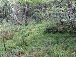 pohľad na hornú časť TML s kobercami Sphagnum centrale, S. fallax a Polytrichum commune