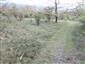 užovka stromová (2.5.2015)