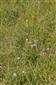 Suchomilné travinnobylinné a krovinové porasty na vápnitom podloží (*dôležité stanovištia Orchideaceae) (21.8.2014)